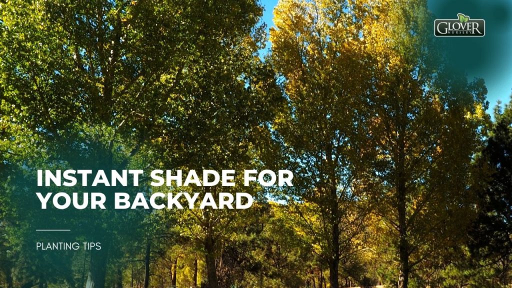 Instant Shade for Your Backyard