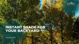 Instant Shade for Your Backyard