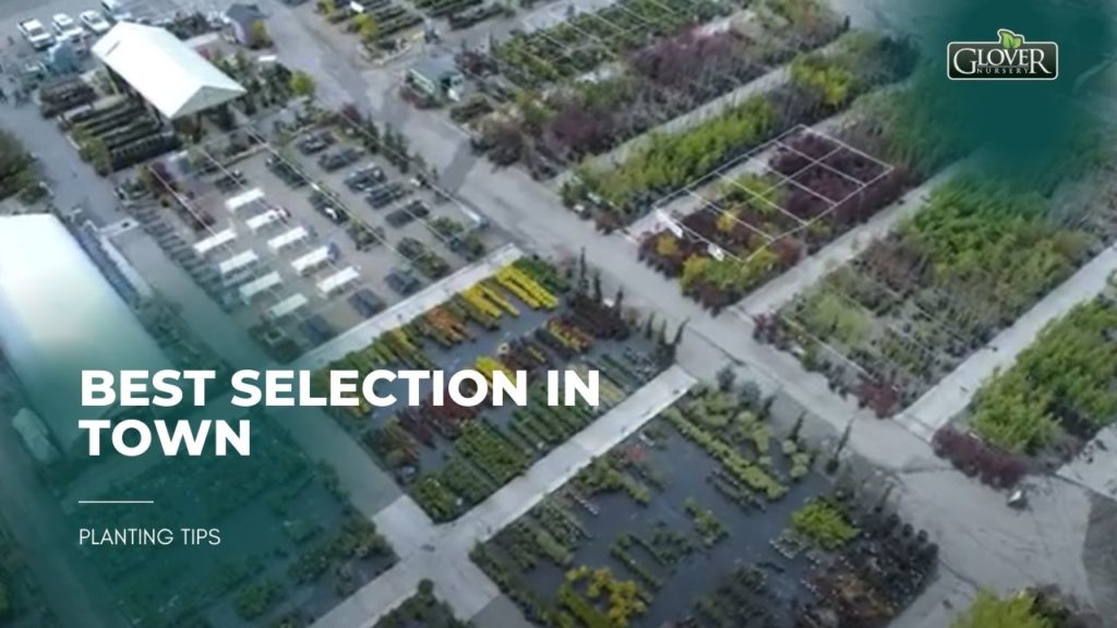 Best Selection in Town