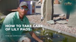 How to Take Care of Lily Pads