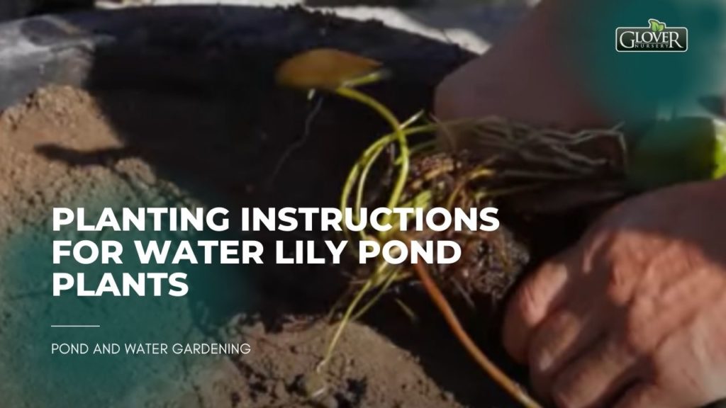 Planting Instructions for Water Lily Pond Plants
