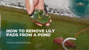 How to Remove Lily Pads from a Pond