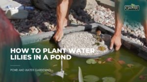 How to Plant Water Lilies in a Pond