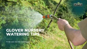 Glover Nursery Watering Tips