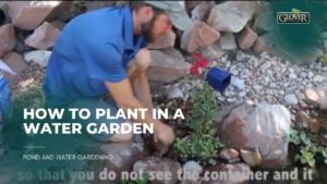 How to Plant in a Water Garden