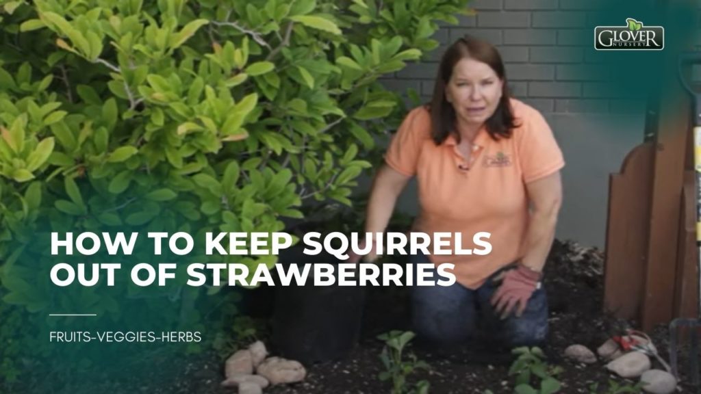 How to Keep Squirrels Out of Strawberries