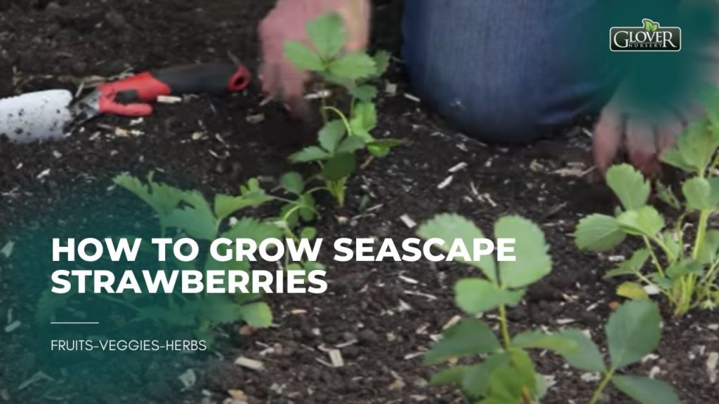 How to Grow Seascape Strawberries