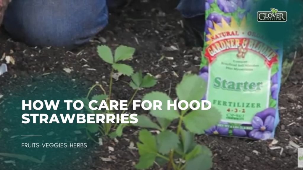 How to Care for Hood Strawberries