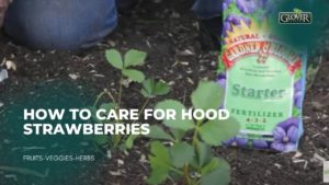 How to Care for Hood Strawberries