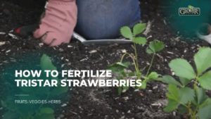 How to Fertilize Tristar Strawberries