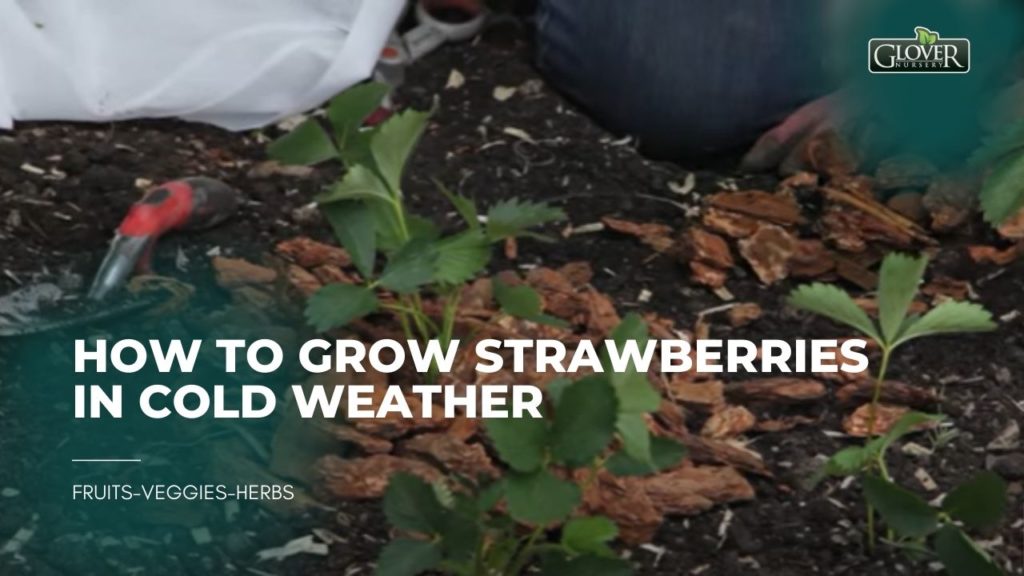 Can Strawberries Grow In Hot Weather
