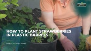 How to Plant Strawberries in Plastic Barrels