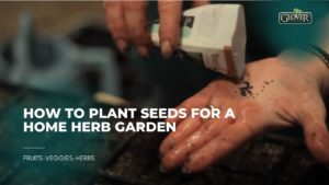 How to Plant Seeds for a Home Herb Garden
