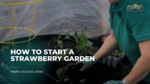 How to Start a Strawberry Garden