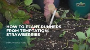 How to Plant Runners from Temptation Strawberries