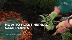 How to Plant Herbal Sage Plants