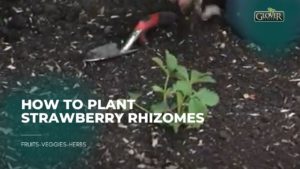 How to Plant Strawberry Rhizomes