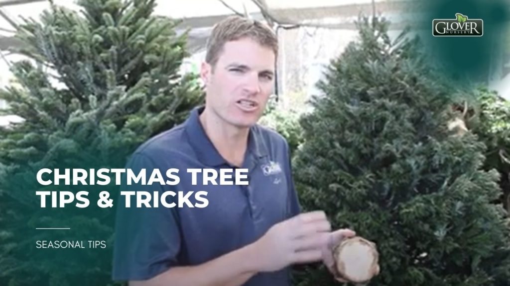 Christmas Tree Tips & Tricks