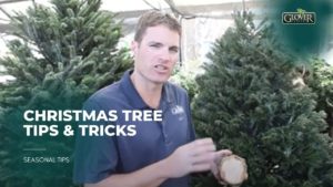 Christmas Tree Tips & Tricks