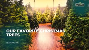 Our Favorite Christmas Trees