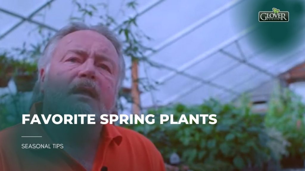Favorite Spring Plants