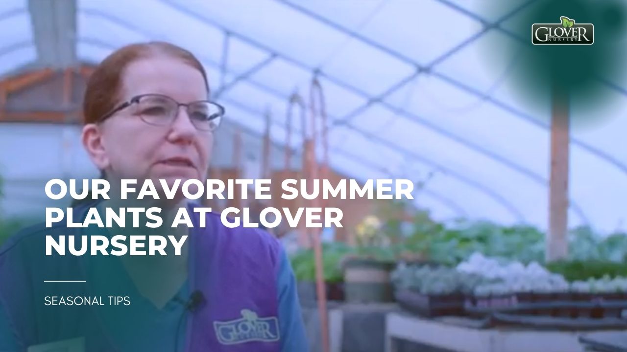 Top Summer Plant Picks from Glover Nursery Experts