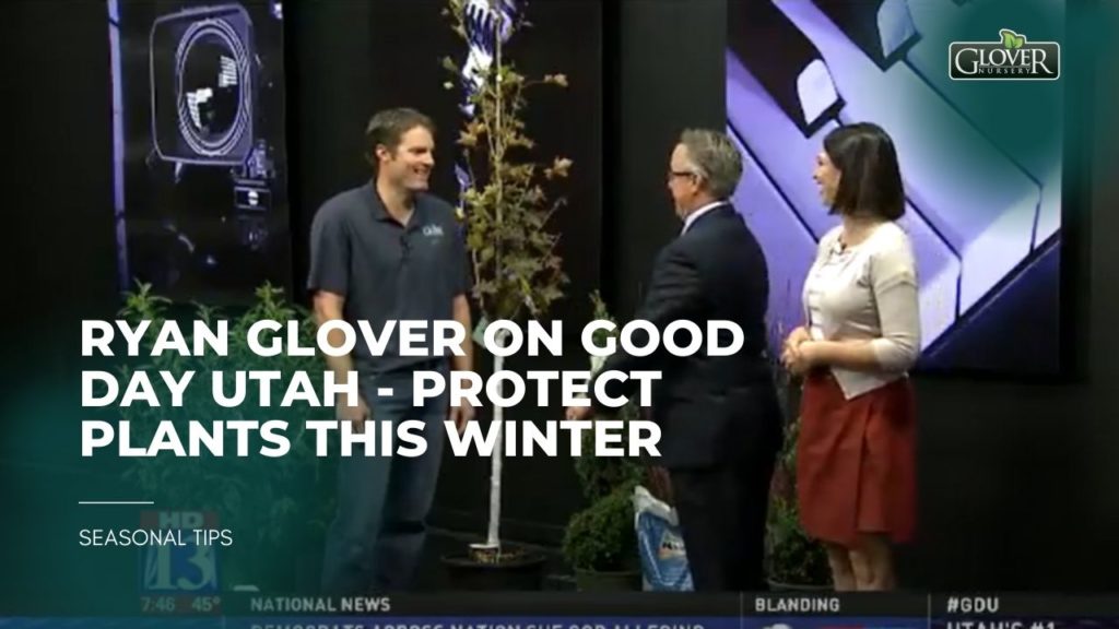 Ryan Glover on Good Day Utah - Protect Plants this Winter