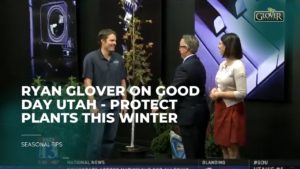 Ryan Glover on Good Day Utah - Protect Plants this Winter