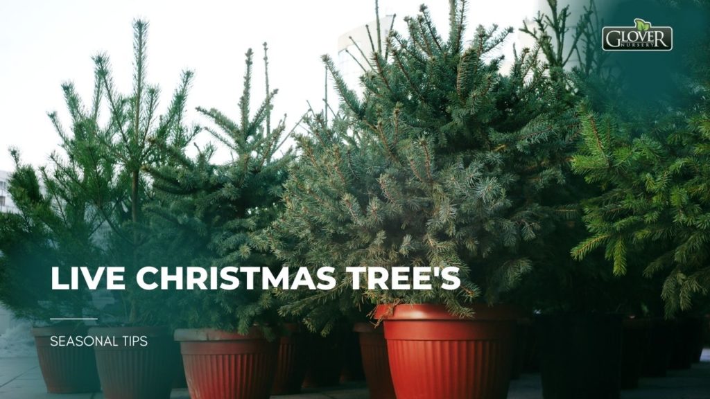 LIVE Christmas Tree's