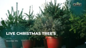 LIVE Christmas Tree's