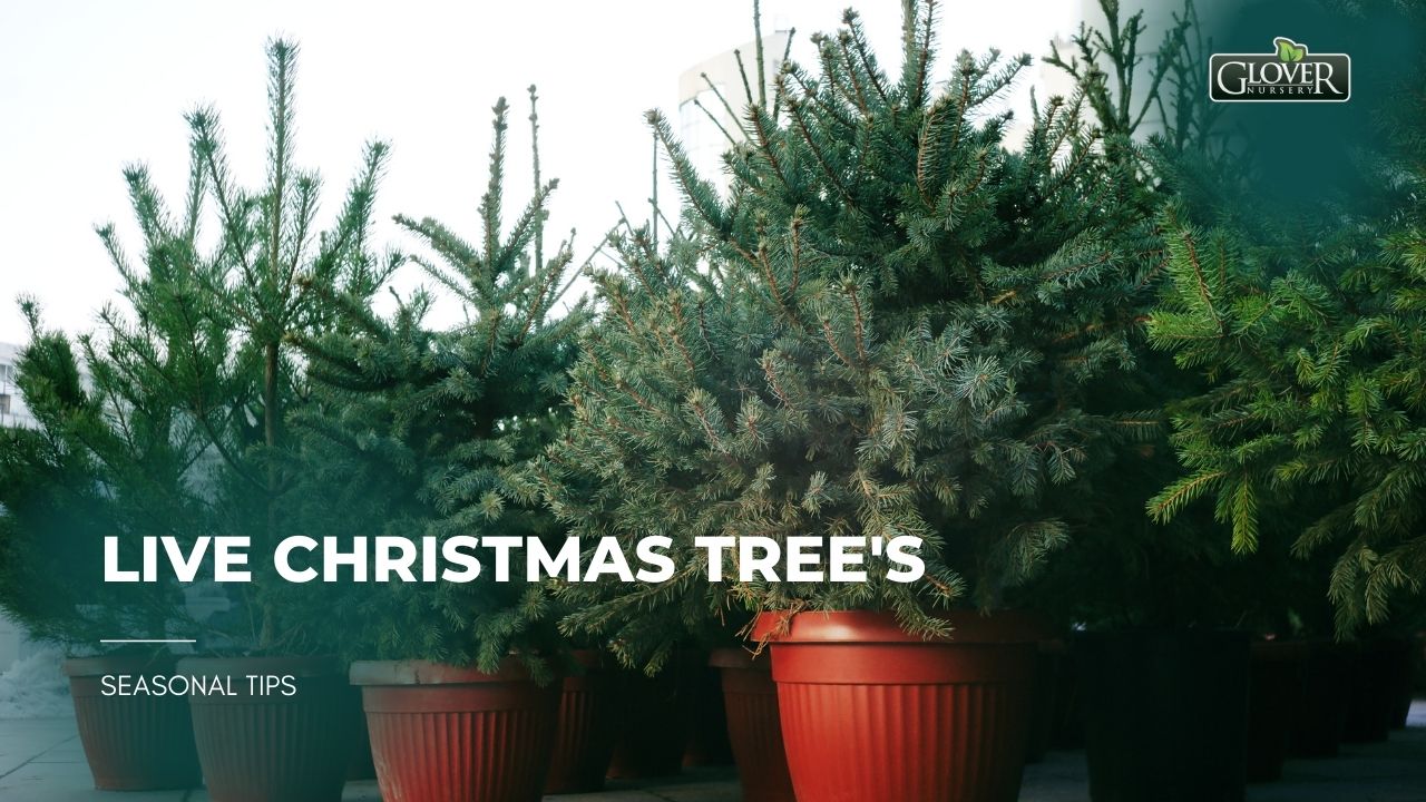 Live Christmas Trees