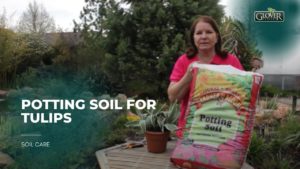Potting Soil for Tulips
