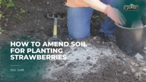 How to Amend Soil for Planting Strawberries