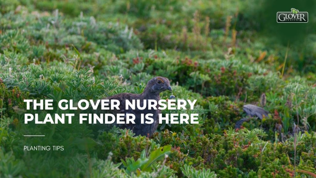 The Glover Nursery Plant Finder is Here
