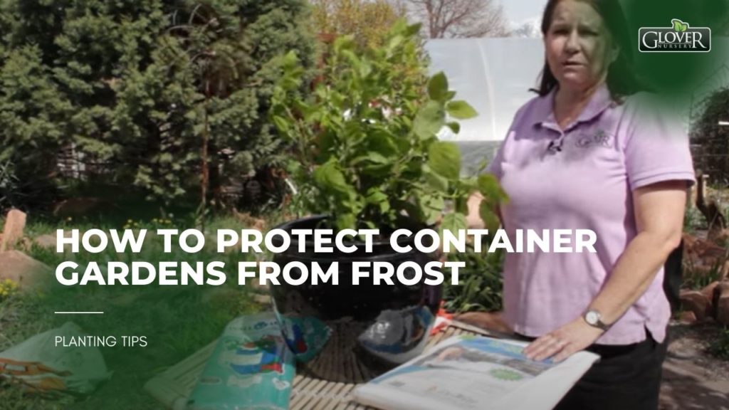 How to Protect Container Gardens from Frost