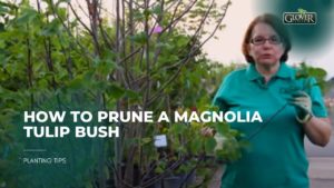 How to Prune a Magnolia Tulip Bush