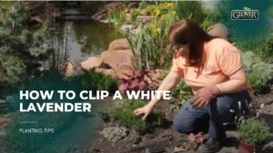 How to Clip a White Lavender