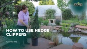 How to Use Hedge Clippers