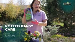 Potted Pansy Care