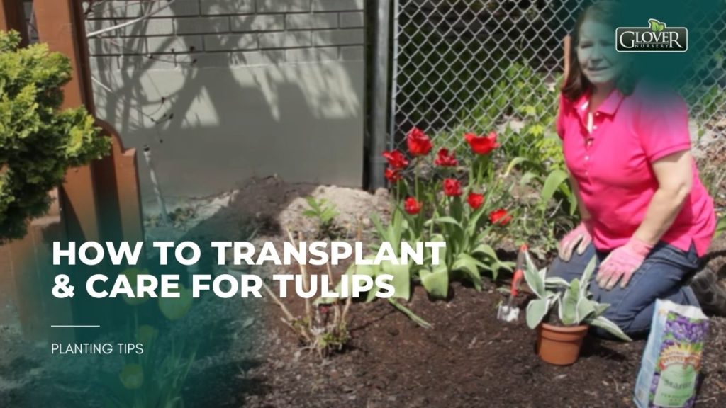 How to Transplant & Care for Tulips