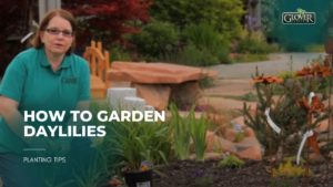 How to Garden Daylilies