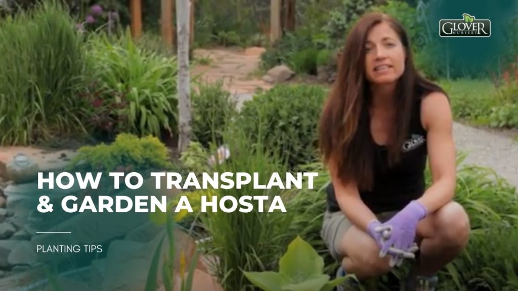 How to Transplant & Garden a Hosta