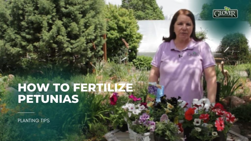 How to Fertilize Petunias