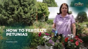 How to Fertilize Petunias