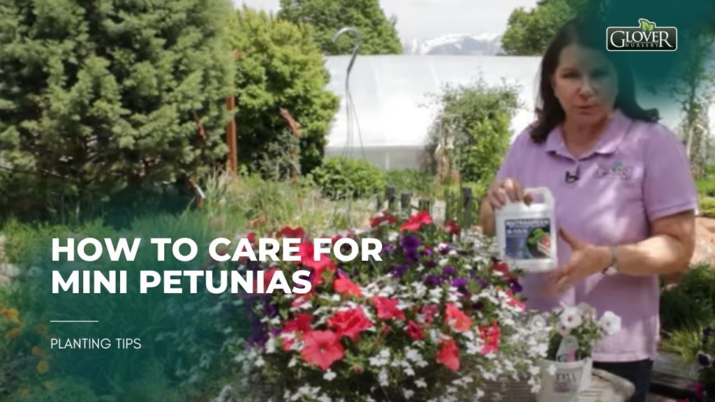 How to Care for Mini Petunias