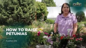 How to Raise Petunias