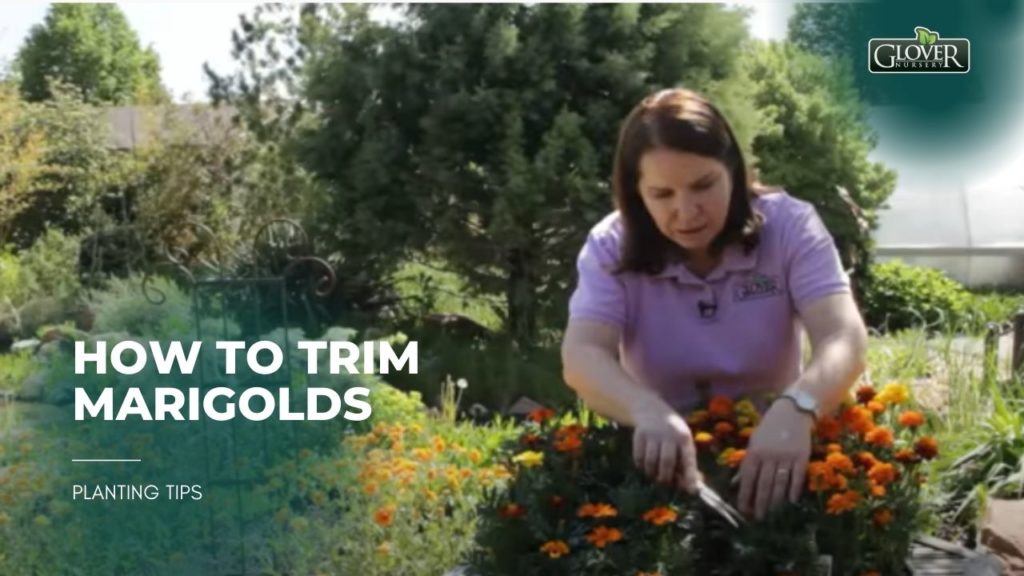 How to Trim Marigolds