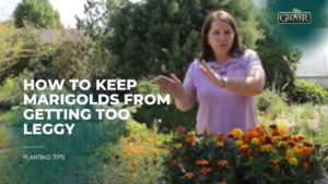 How to Keep Marigolds from Getting Too Leggy