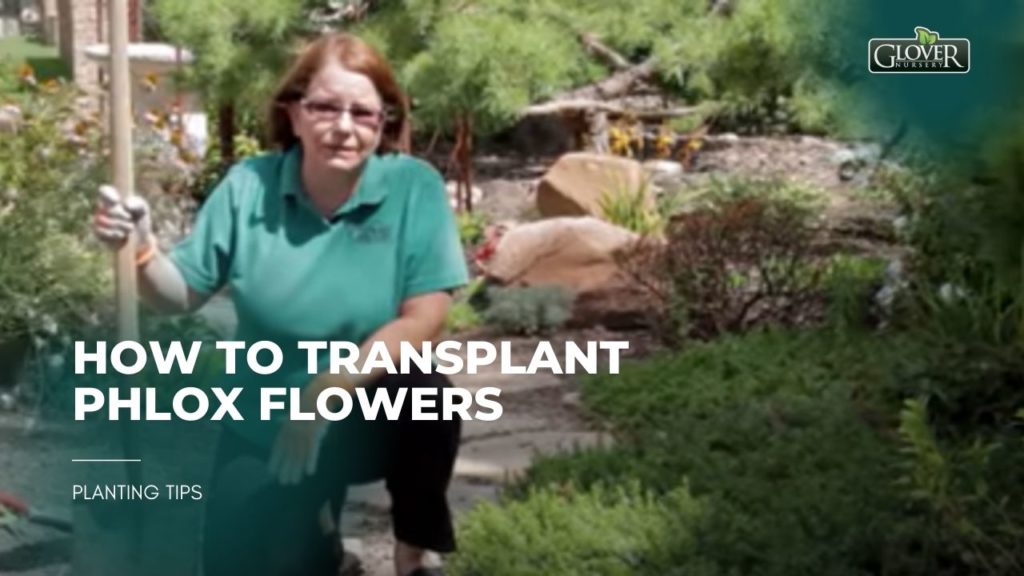 How to Transplant Phlox Flowers