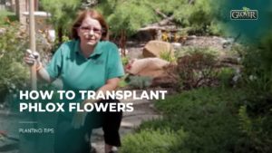 How to Transplant Phlox Flowers